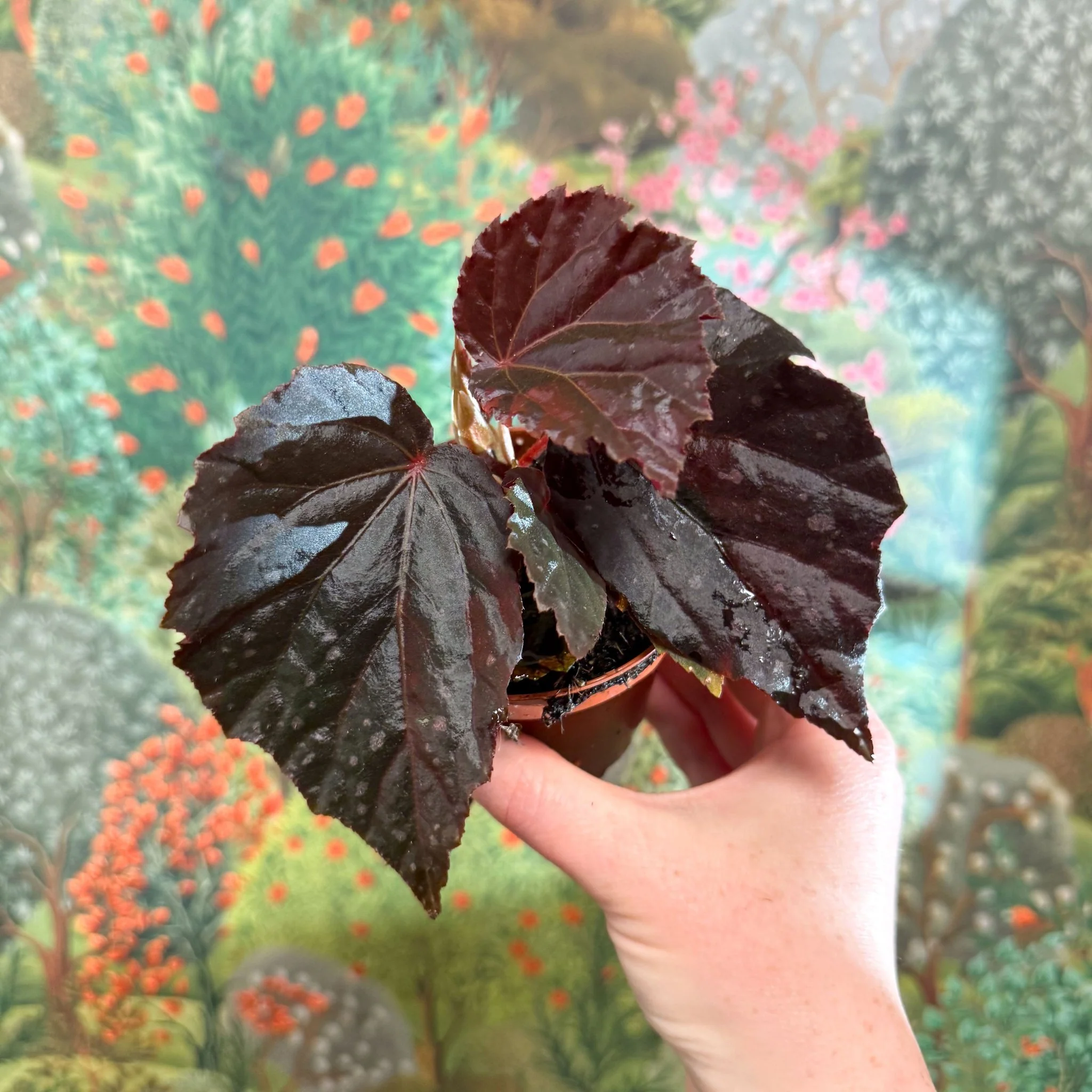 Most Popular Plants
