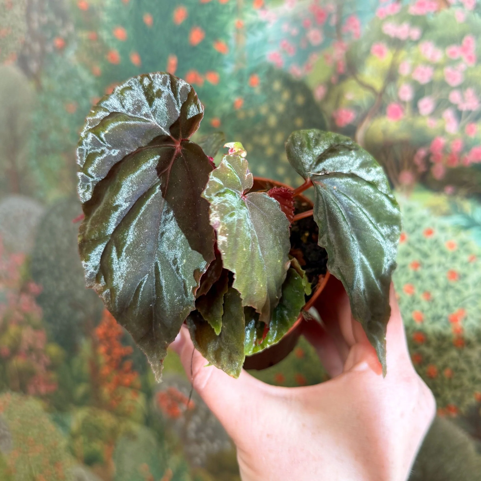 Plant New Arrivals